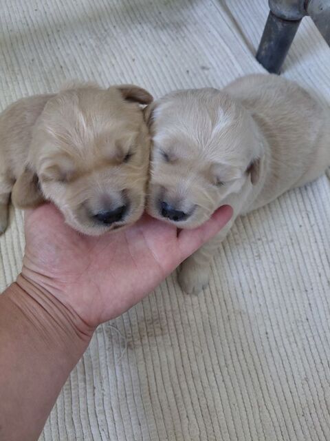GOLDEN RETRIEVER NON LOF-FEMELLE 1100 72250 Parigné-l'Évêque
