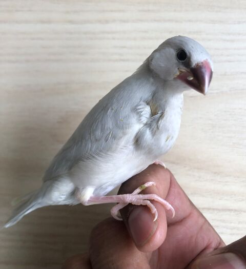 Moineau de java eam. 90 95190 Goussainville