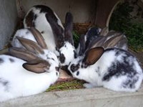   Lapins gant papillon de 2 mois  