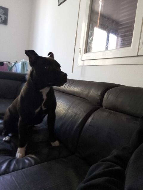 donne chien 1 ans et 2 de mois 0 Toulon (83)