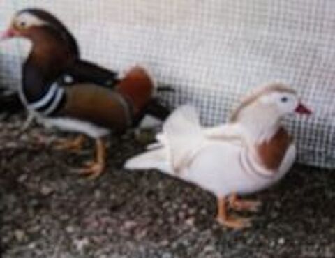   Canards d'ornement des mandarins couleurs et blancs  