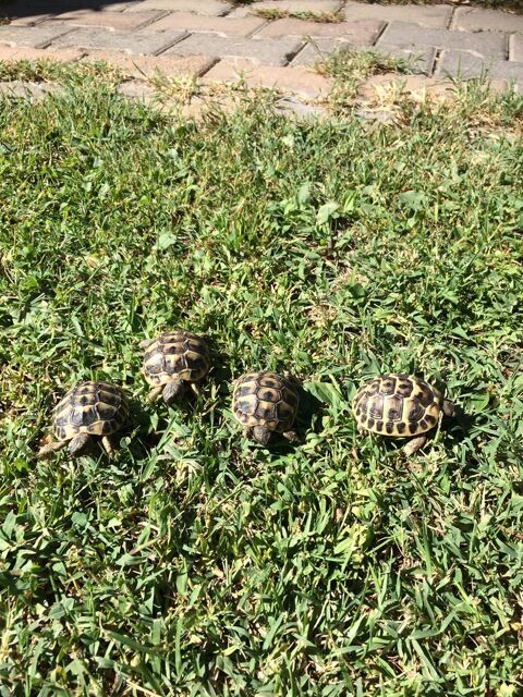 bébés tortues terrestres 35 84000 Avignon