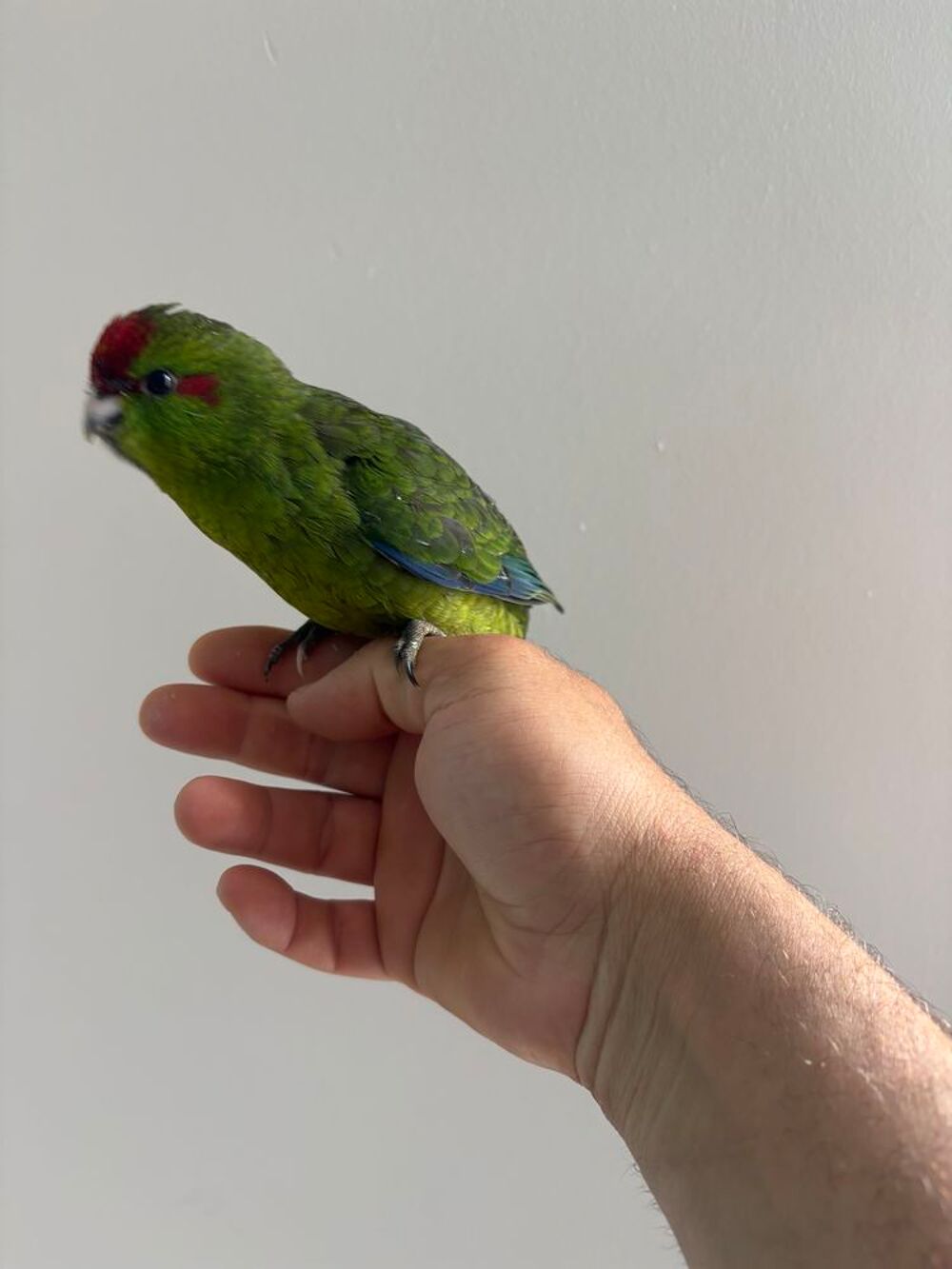   Kakariki eam 