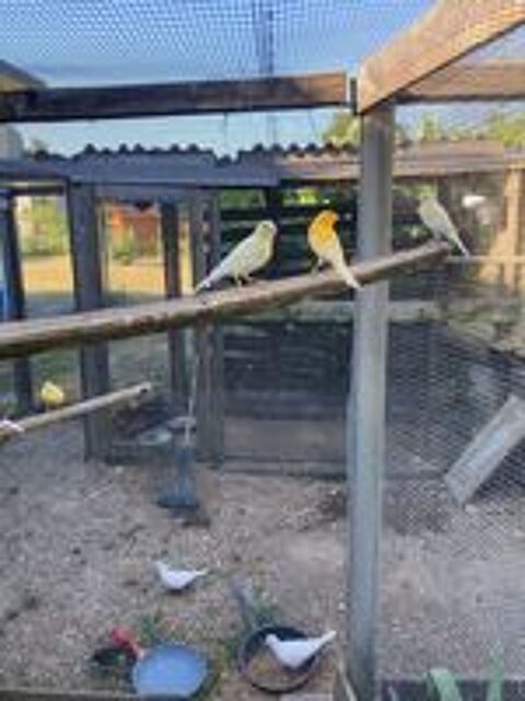   canaris 