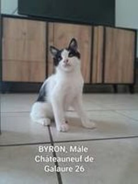   Chat BYRON à l adoption 