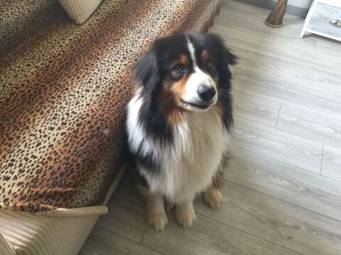 Propose Saillie Berger Australien 500 70150 Courcuire