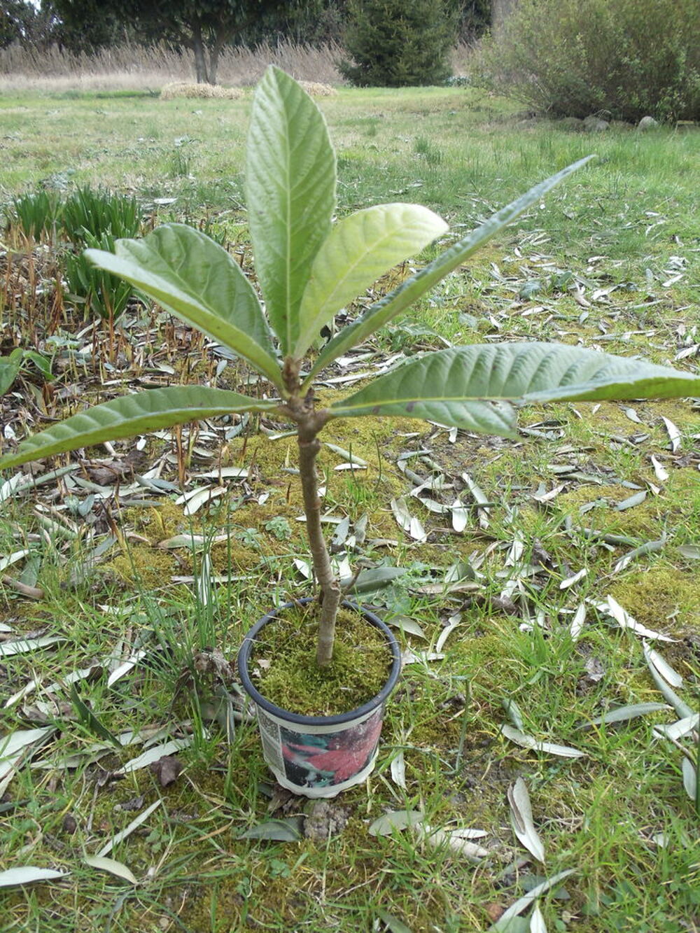 N&eacute;flier du japon Jardin