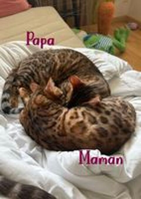   Chatons Bengal LOOF 