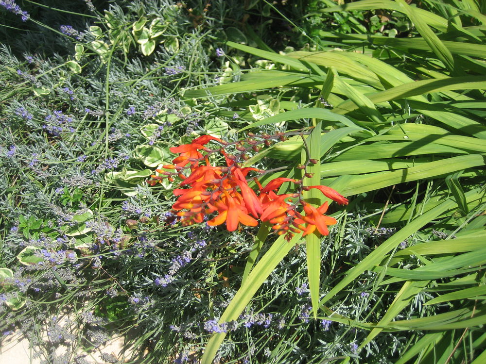 jolie fleur crocosmia Jardin