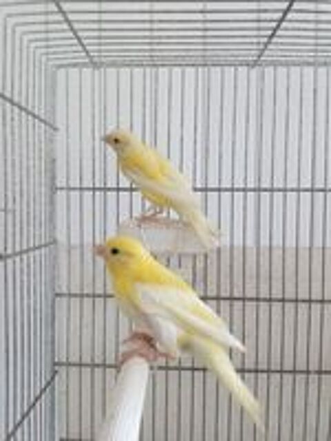   Canaris jaunes 