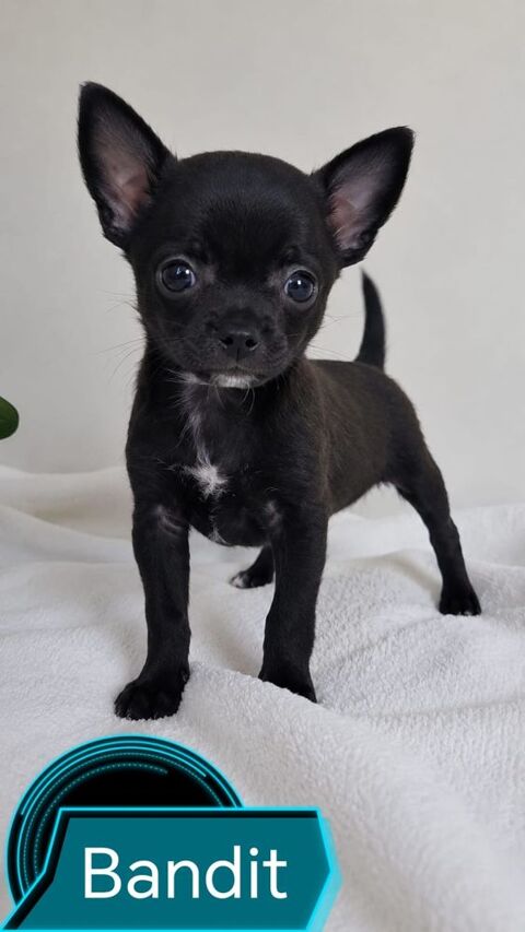 A RESERVER CHIHUAHUA DE PETITE TAILLE  - de 2 kg 900 66470 Sainte-marie