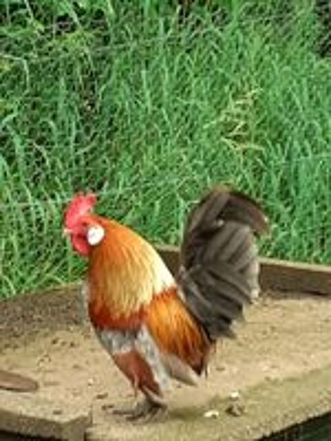    poule et coq de race naine hollandais saumon doré  