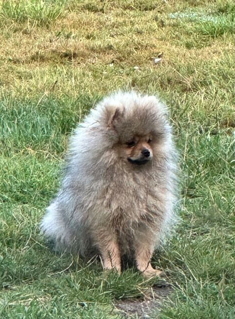 Spitz nain LOF de grande lignée 2200 29480 Le relecq-kerhuon