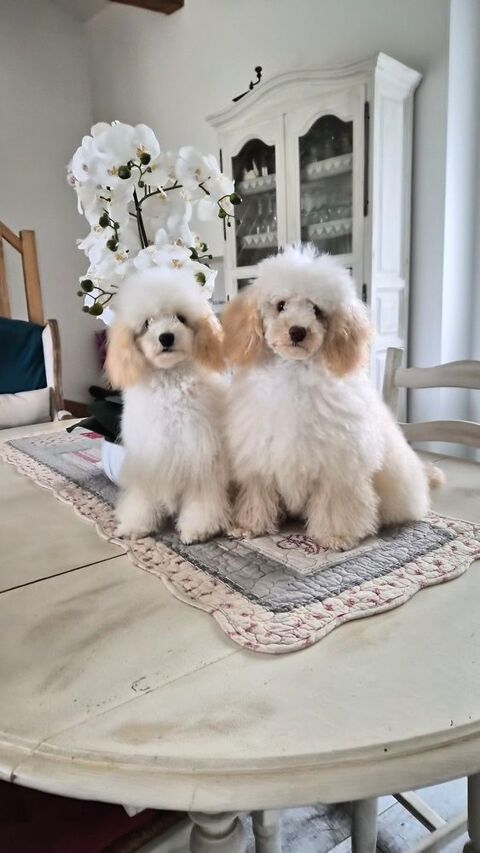 Chiots caniches toys M&F 2000 86430 Luchapt