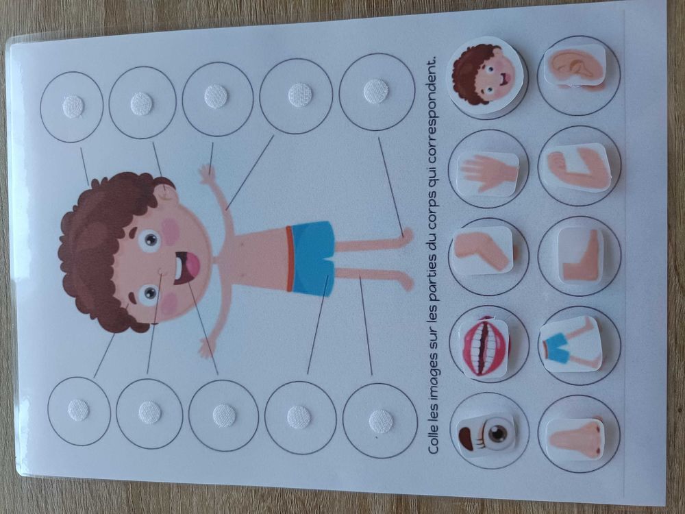 Montessori le corps humain Jeux / jouets