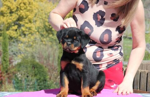 Chiot Rottweiler LOF 1100 24100 Bergerac