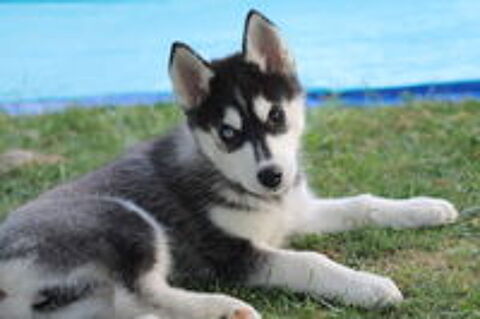   Chiots Husky de Sibérie LOF 