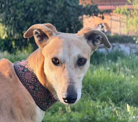 MENTA 🩷Une petite perle au grand c�ur � 10/10 assur&eacute;e ! 💛 315 24140 Douville