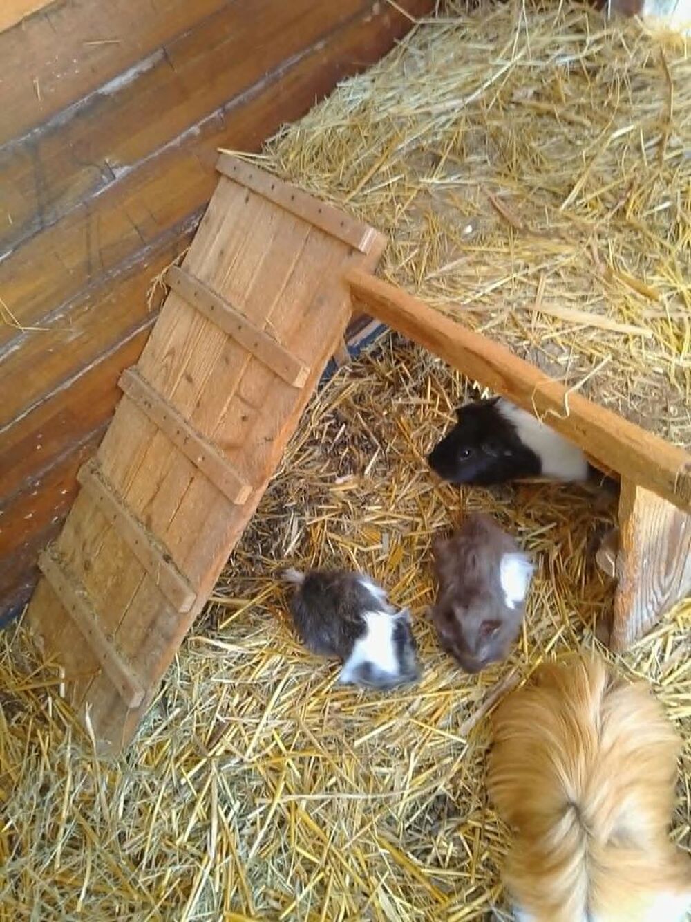   bébés cochons d'inde 