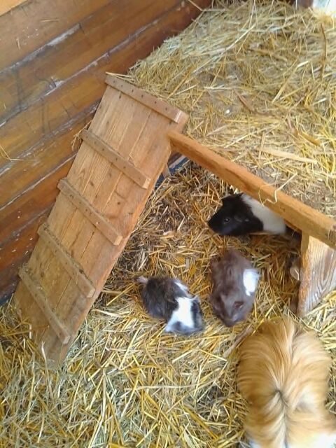 b&eacute;b&eacute;s cochons d'inde 30 67600 Ebersheim