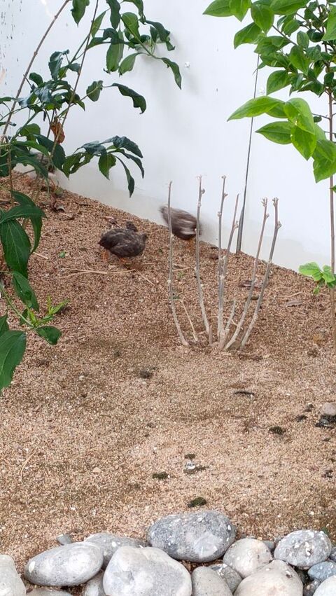 Caille 5 49122 B�grolles-en-mauges