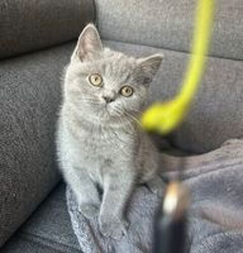   Chaton british shorthair loof 
