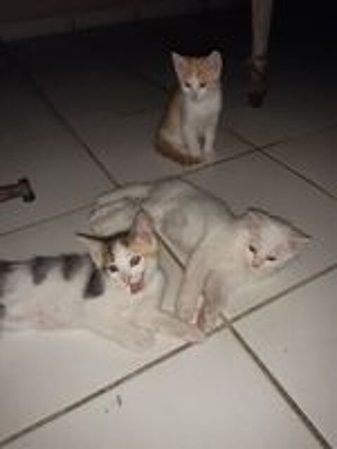   Donne chatons sur Saint pierre, 3 mois, autonomes 
