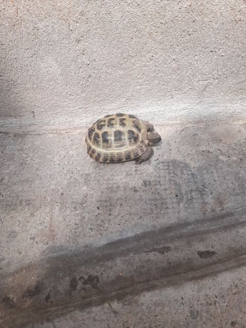 petite tortue 100 81400 Carmaux