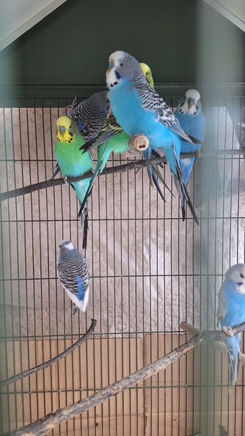 Perruches 15 01700 Beynost