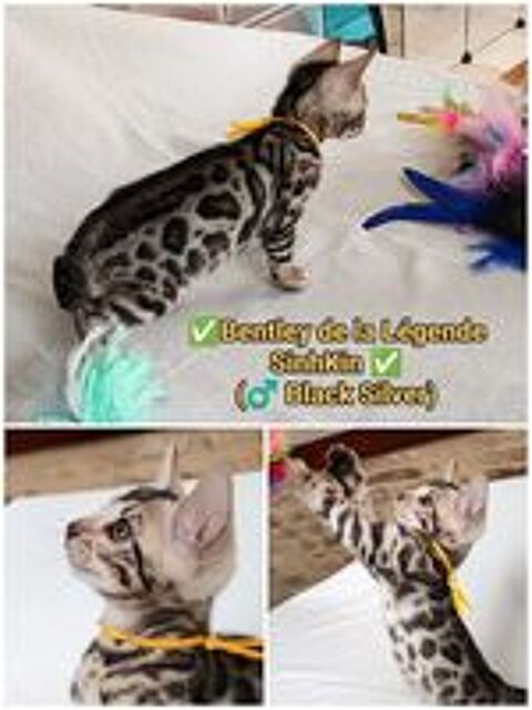   Bengals LOOF (Brown, Silver et Melanistic/Smoke) 
