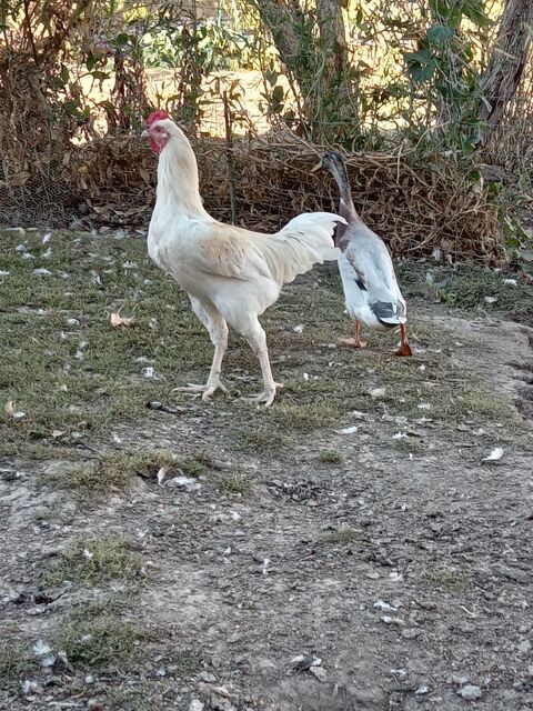 JEUNES POULETS FERMIERS 15 28630 Gellainville