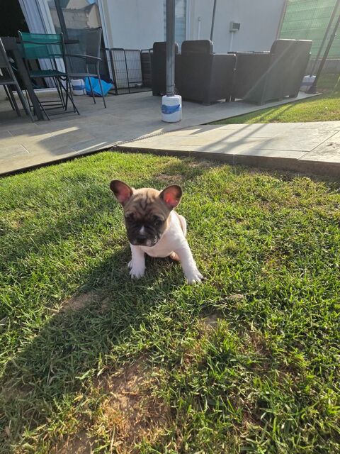 Chiots Bouledogue Fran&ccedil;ais  1000 02310 Charly