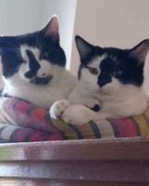   Tricia et Toscane chatonne  adopter 