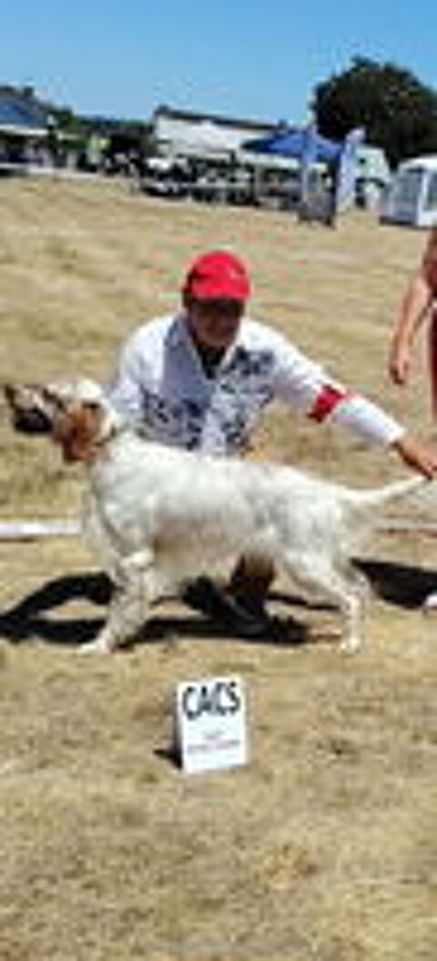   chiots setter anglais blue belton  