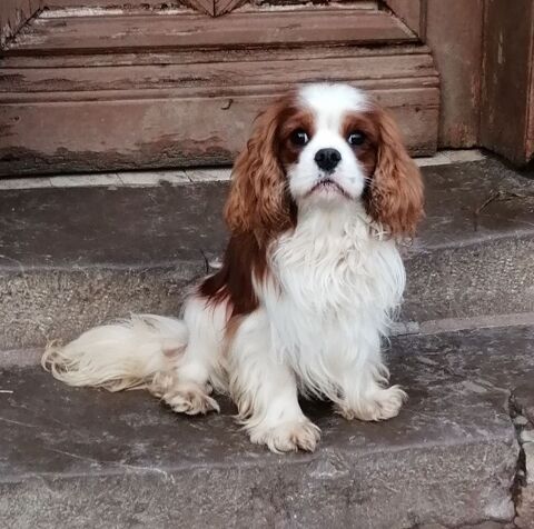 M&acirc;le adulte cavalier king Charles 250 62770 Saint-georges