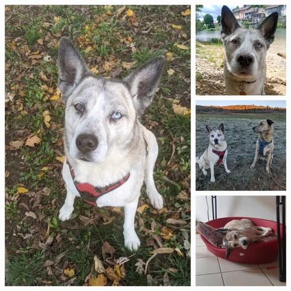   Chien GAZY  l adoption 