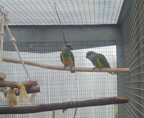 youyou du S&eacute;n&eacute;gal  m&acirc;le 150 47200 Marmande