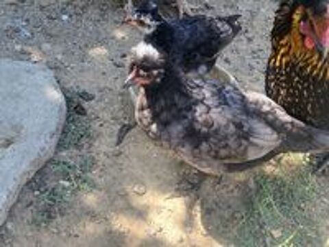   Jeune coq nain 