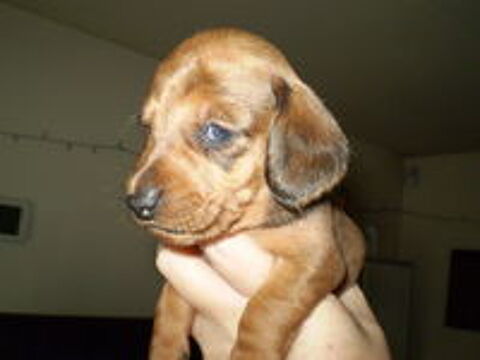  chiots teckels poils ras 