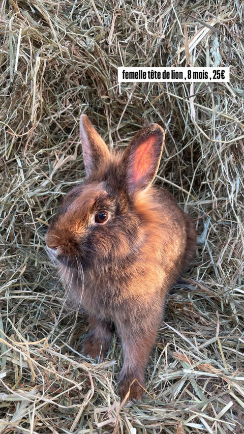 Lapines t&ecirc;tes de lion 25 60420 Saint-martin-aux-bois