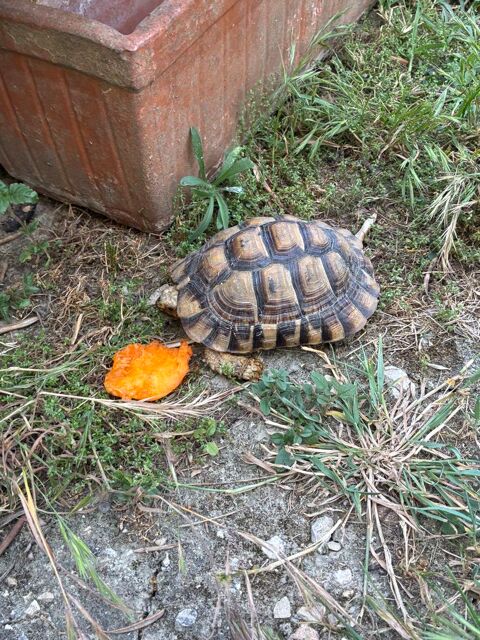 Tortue grecque 30 13200 Arles