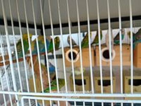   Av perruches ondulés reproducteurs  à venir chercher . 