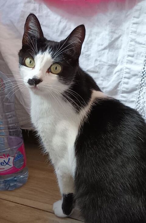 MAPUSS FEMELLE  NOIRE ET BLANCHE  2 ANS 195 92260 Fontenay-aux-roses