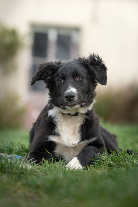 Xo chiot type border à adopter 250 24600 Ribrac