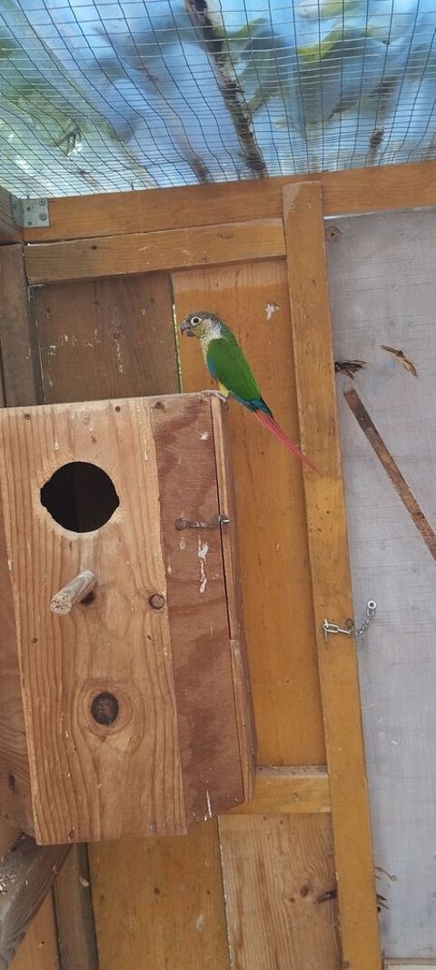 Perruches conure molinaé 60 33820 Saint-ciers-sur-gironde