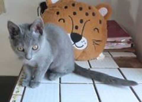   vente de chaton chartreux loof  