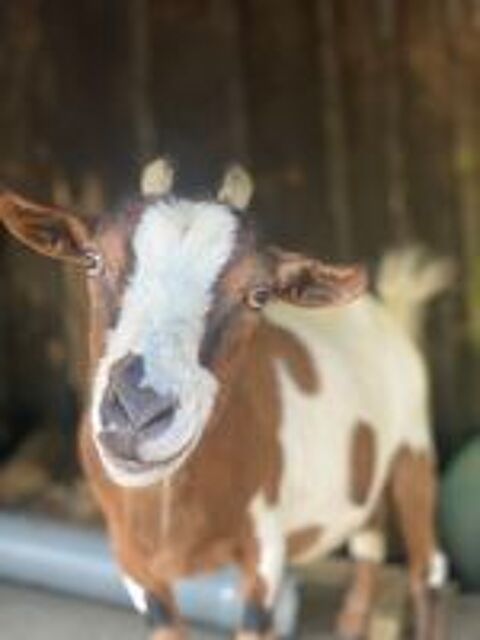   Chèvre à donner de 12 ans contre bons soins.  