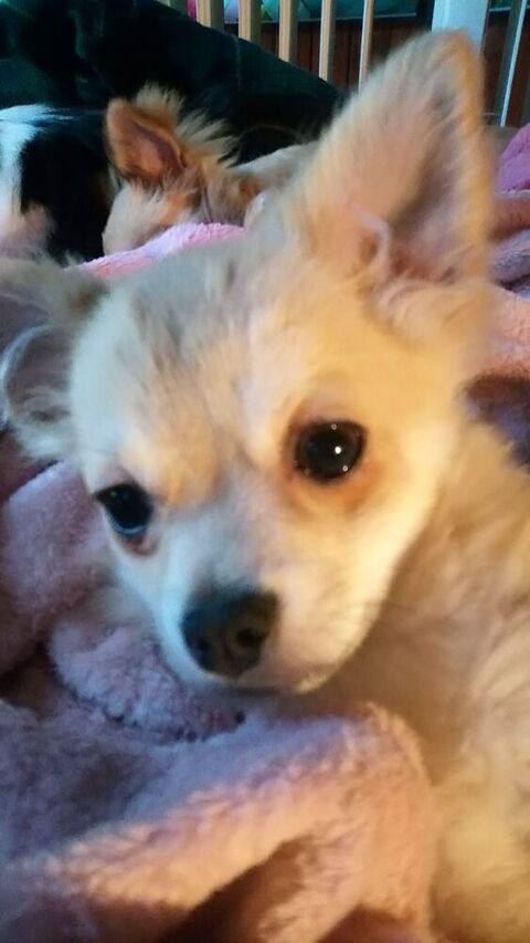 petit chien cherche nouveau maison 200 87230 Les cars