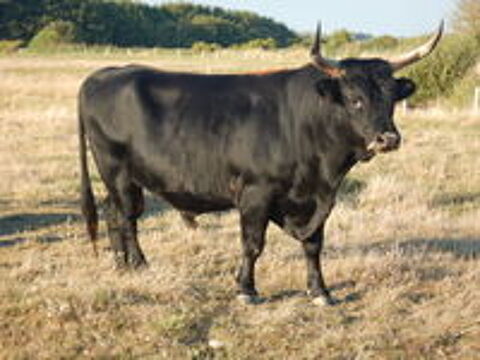   vache  aurochs 