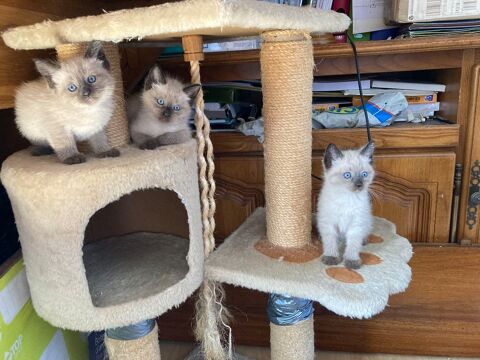 Chatons siamois 0 14370 Cl�ville
